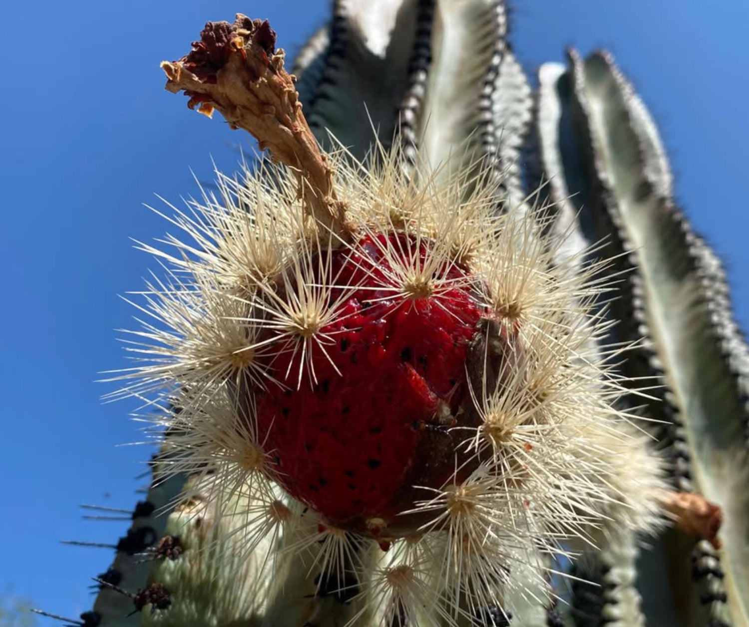 Award-wining Dark Chocolate | Feliu Chocolate - Pitaya De Mayo (Cactus Pear) 58%
